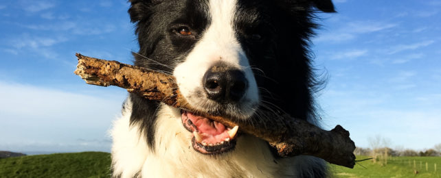 Border Collie dog with a stick in its mouth
