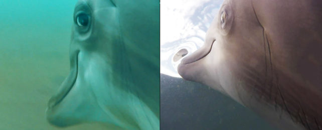 The US Navy Put Cameras on Dolphins And The Results Are Wild