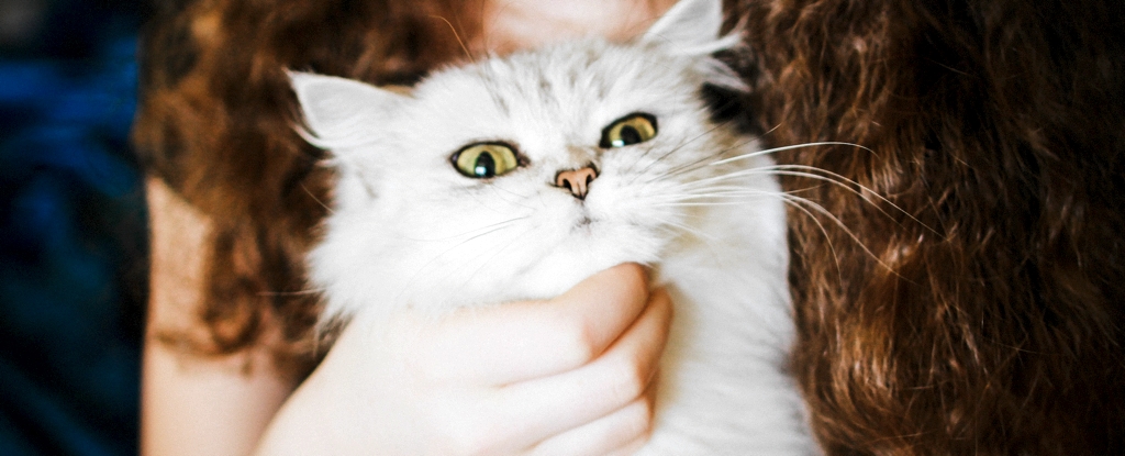 Many Cat Lovers Are Giving Their Cats Unwanted Affection, Study Suggests