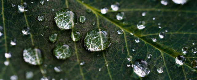 A close up of water droplets on a dark green leaf.