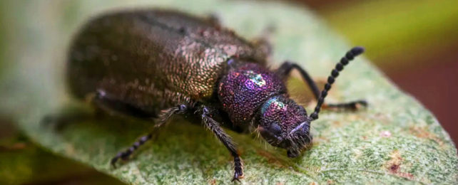 Dark adult beetle on a leaf.