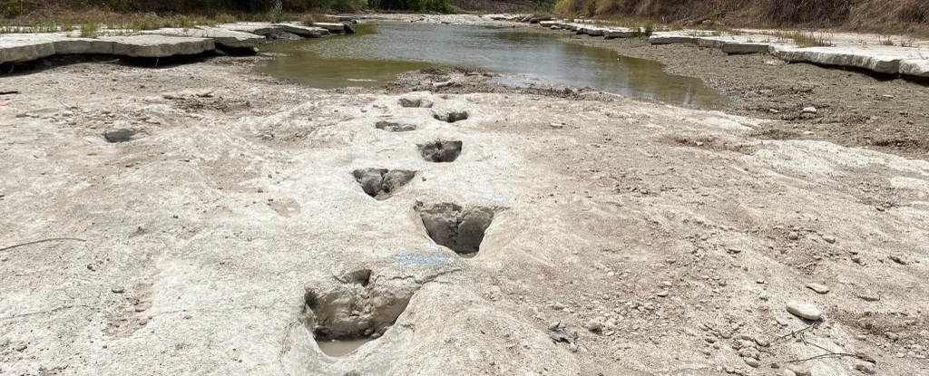 Huellas de dinosaurios reveladas en Texas se encuentran entre los senderos más largos jamás encontrados : Heaven32