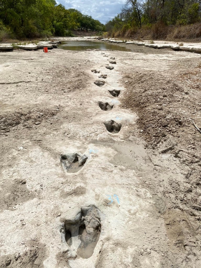 Dinosaur Footprints Revealed In Texas Are Among The Longest Trails Ever 