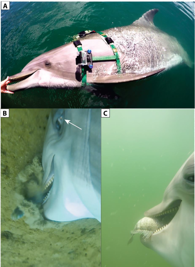 Image showing a camera strapped onto the side of a dolphin and two views of dolphins capturing prey