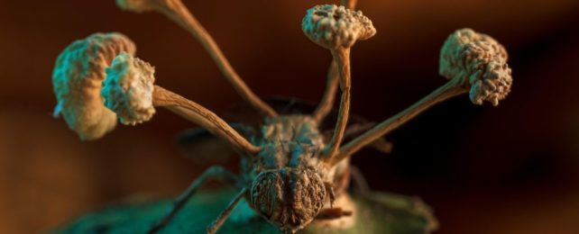 The Freaky Finale of Parasitic Mind Control Captured In Prize-Winning Photo