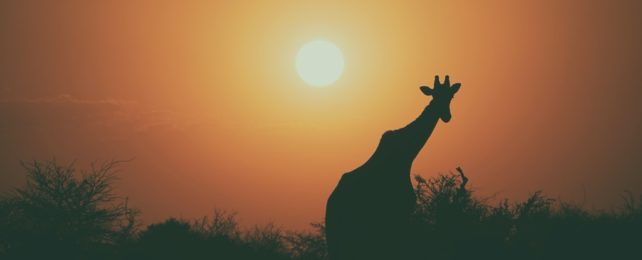 Giraffe Silhouetted By Sun
