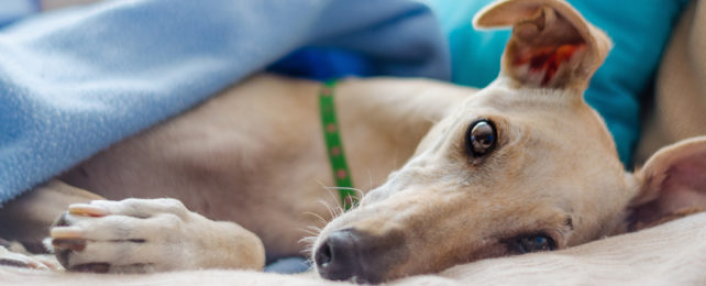 A grey hound with a blanket over its body.