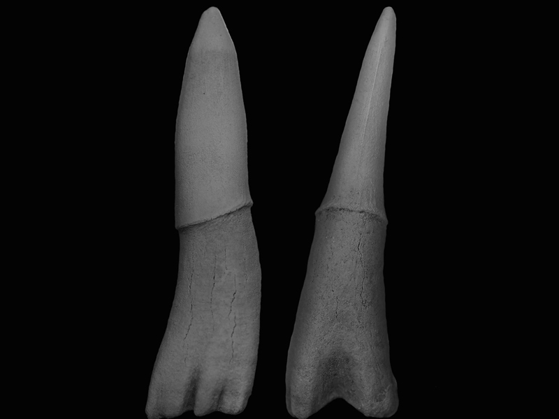 A rostral denticle scale from Ischyrhiza mia