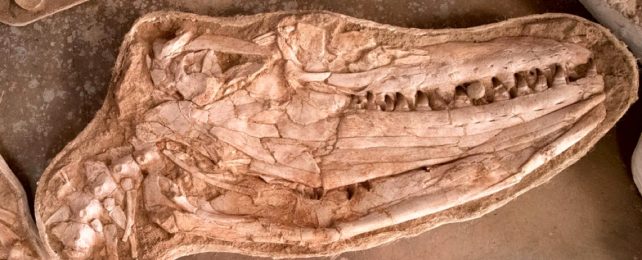 Lizard Skull Fossil Closeup