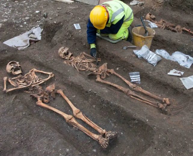 Man examines medieval skeletons in graveyard