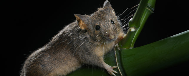 Lab mouse on a plant