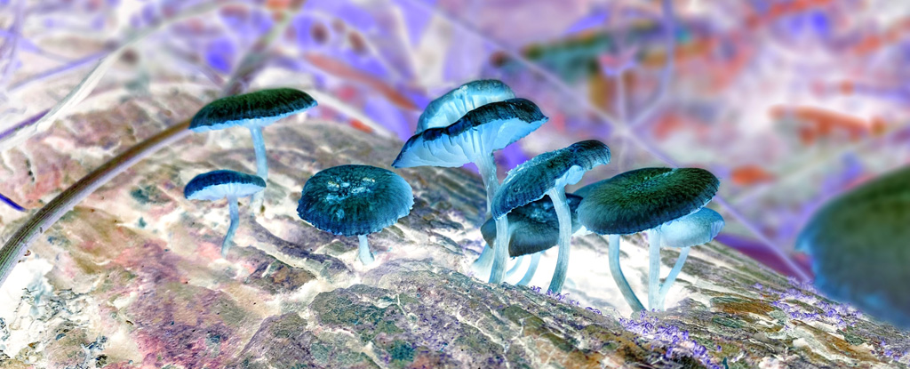 'Magic Mushroom' Psychedelic May Help Ease Alcohol Addiction, New Results Hint