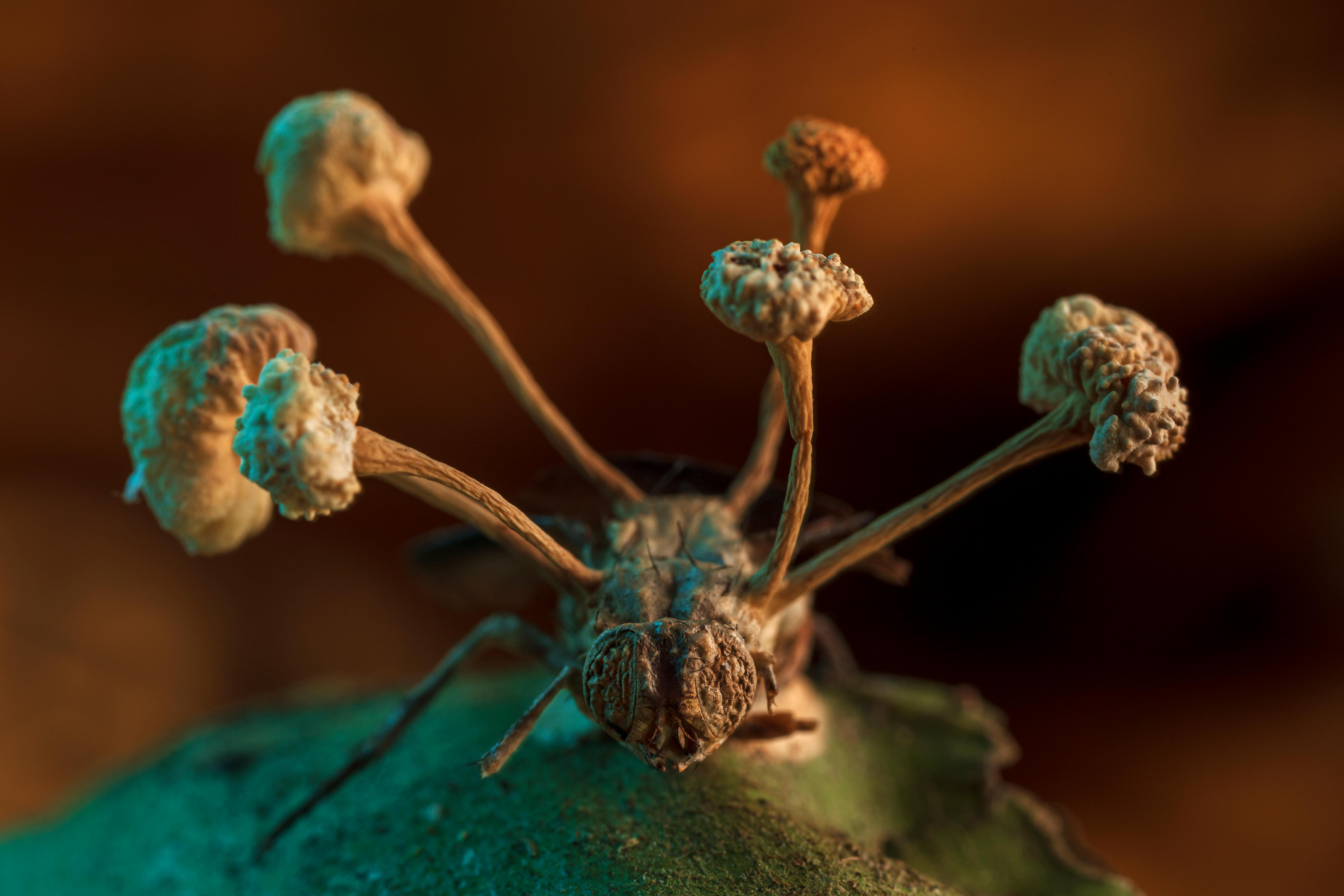 A fungus-infected fly