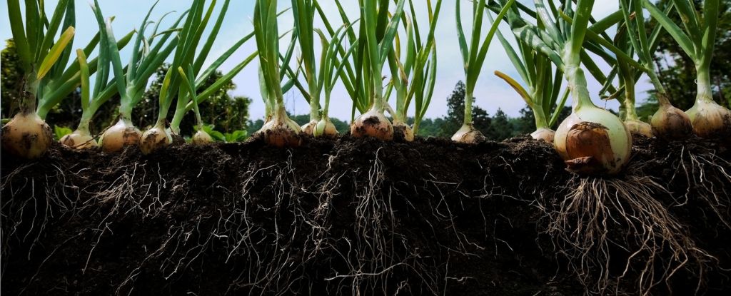 Los ‘circuitos genéticos’ reprogramables pueden eventualmente ayudar a las plantas a adaptarse al cambio climático : Heaven32