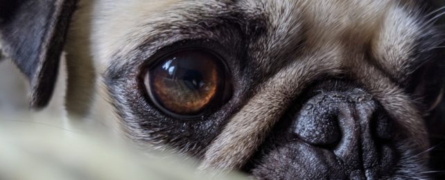 Pug Dog Closeup
