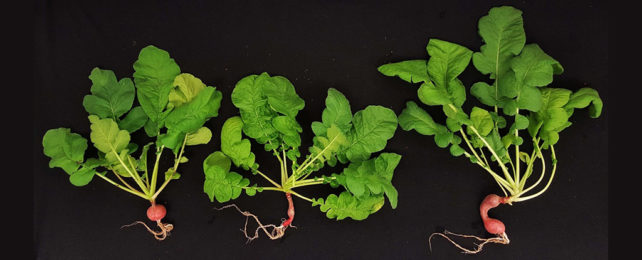 Three radish plants