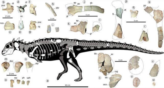 J. kaniukura'nın kemik parçaları ve iskeletinin bir gösterimi.