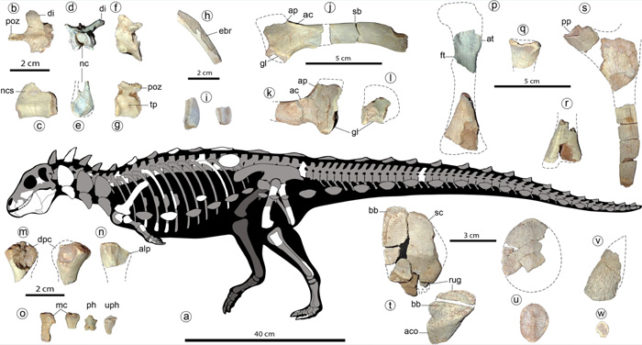 Investigadores en América del Sur han descubierto una nueva especie de dinosaurio pequeño pero resistente: ScienceAlert