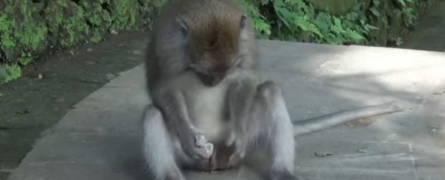 With Little Else to Do in Bali, Monkeys Have Found a Way to Make Sex Toys :  ScienceAlert