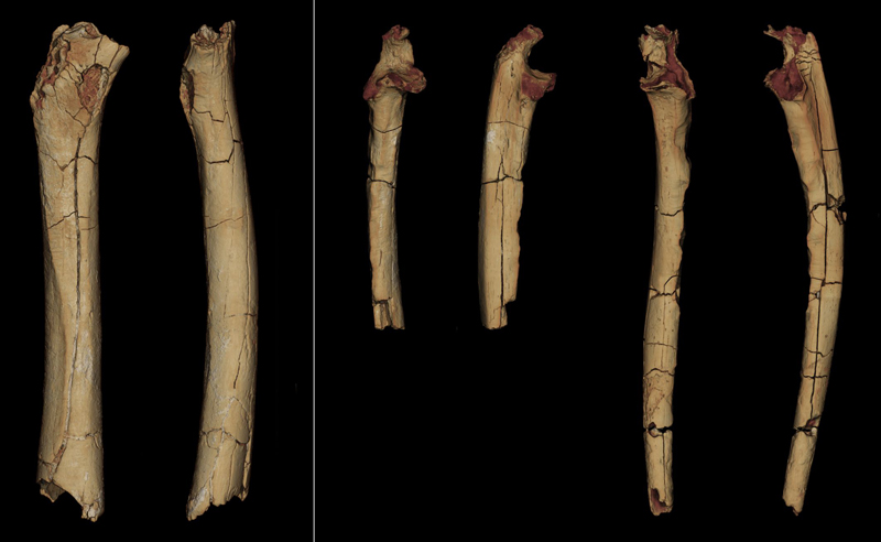 Sahelanthropus tchadensis bones