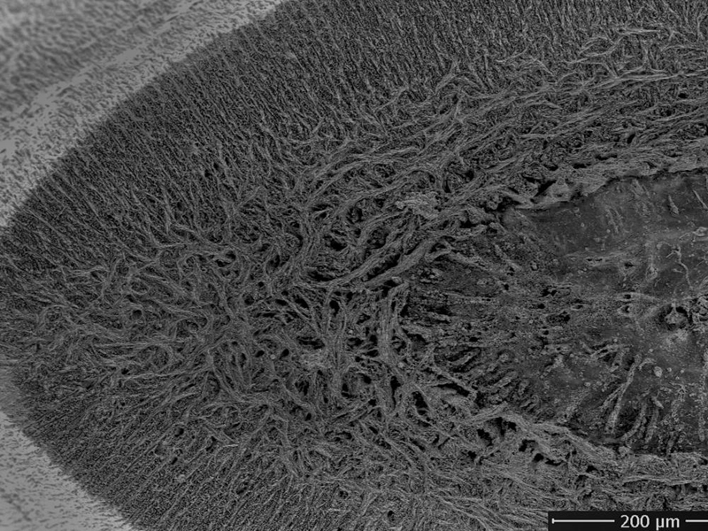 Rostral denticle enameloid