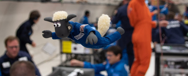 A sheep in a blue jumpsuit floating in a zero gravity simulator.