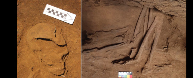 Cranial remains (left) and skeletal remains (right).