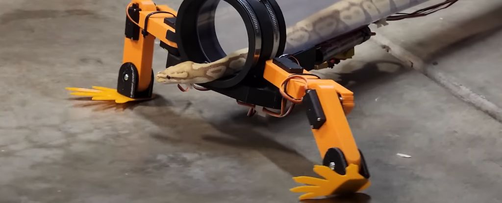 A Snake-Lover Built Robotic Legs For a Snake, and It's Insane
