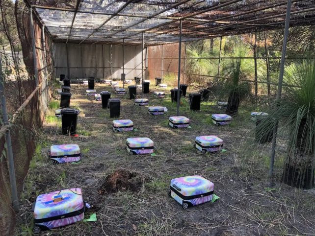 Suitcases arranged outside in experiment