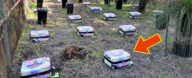 Suitcases Arranged In Outdoor Experiment