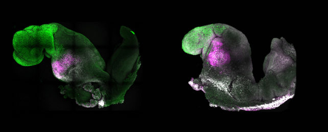 Fluorescent mouse embryos on black background