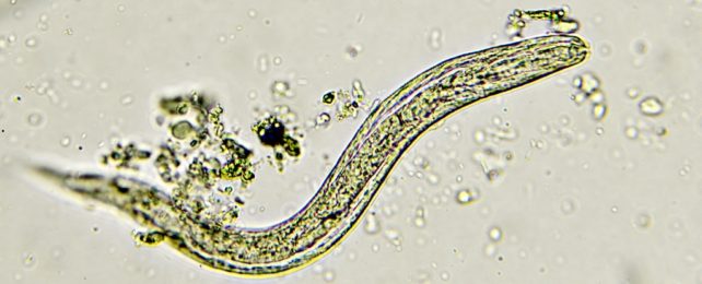 Threadworm under microscope