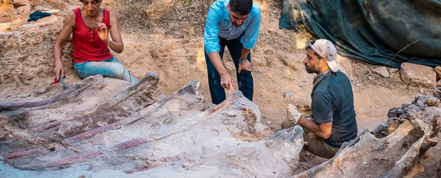 Three people inspect a large dinosaur fossil.