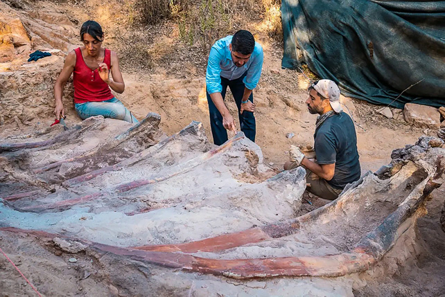 Three people inspect a sauropod fossil at an excavation site.