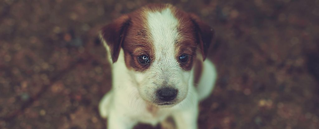 Dogs Shed Tears of Joy When Reunited With Their Owners, Scientists Say