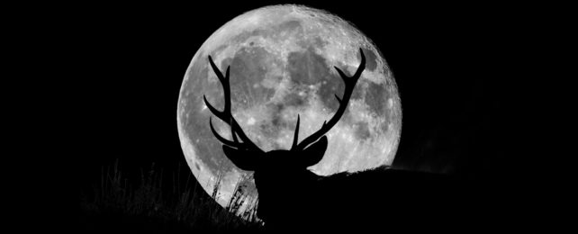 Wild stag silhouetted by full moon