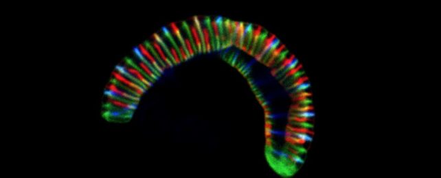 confocal microscope image of Conchiformibius steedae