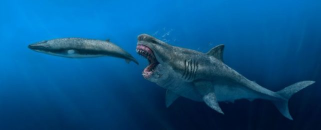 Artistic reconstruction of a megalodon chasing a whale