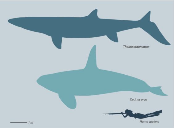 size chart comparing thalassotitan to an orca and a human