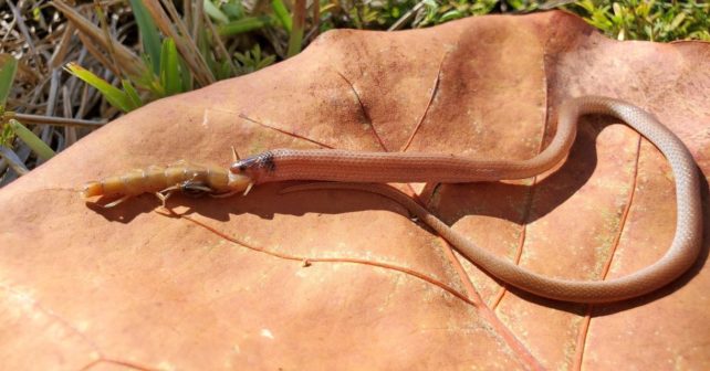 Rim rock crowned snake choking on a giant centipede