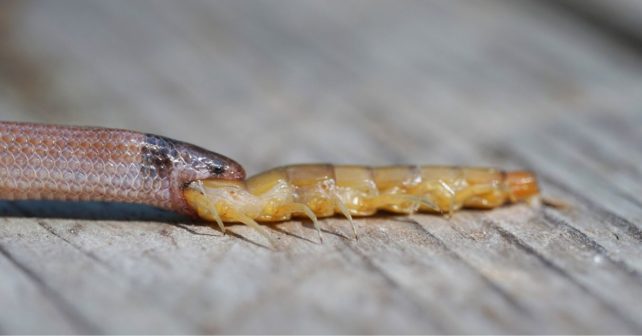 Close-up of a Rim Rock crowned snake choking on a giant centipede