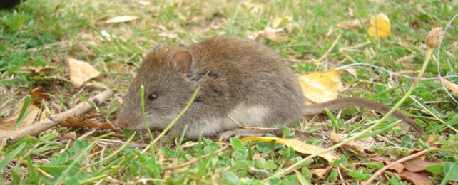 Abrothrix hirta mouse on grass