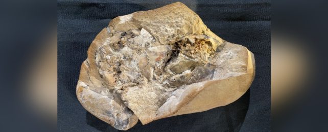 Ancient Fossil Rock