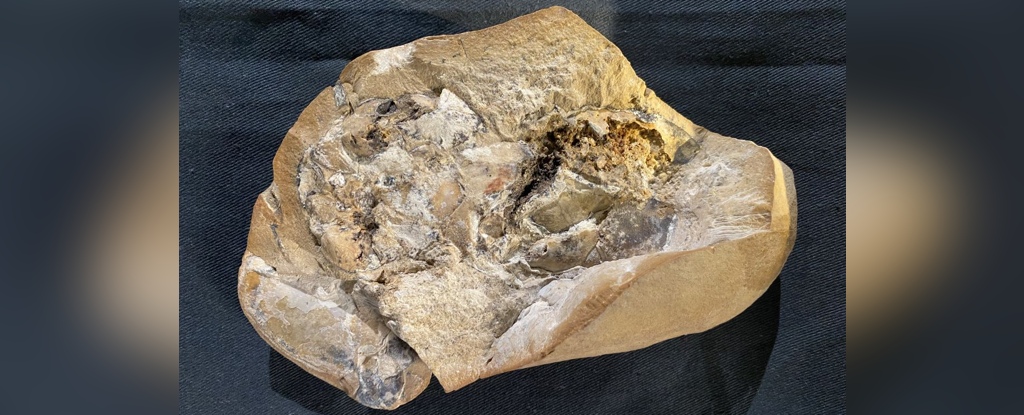 This 380 Million-Year-Old Fossil Contains The Oldest Heart We've Ever Seen