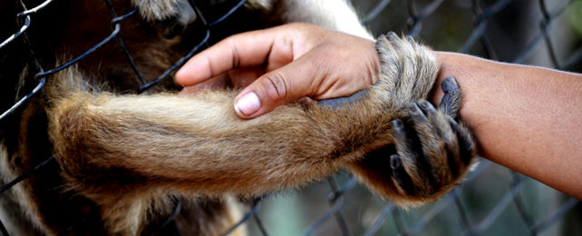 Human hand and an animal hand