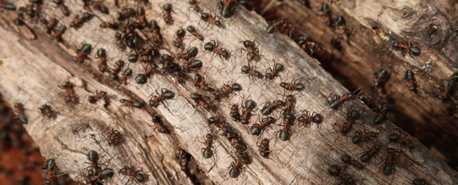 Ants crawling on a log.