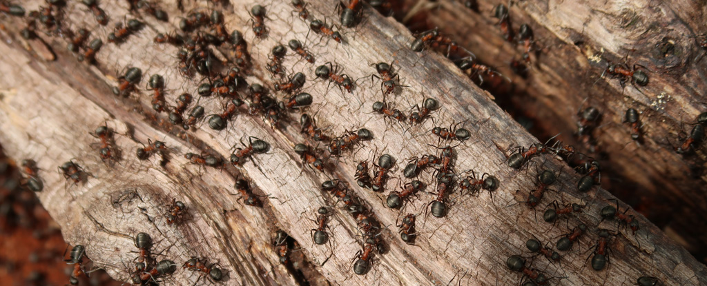 How Many Ants Live on Earth? Scientists Came Up With an Answer