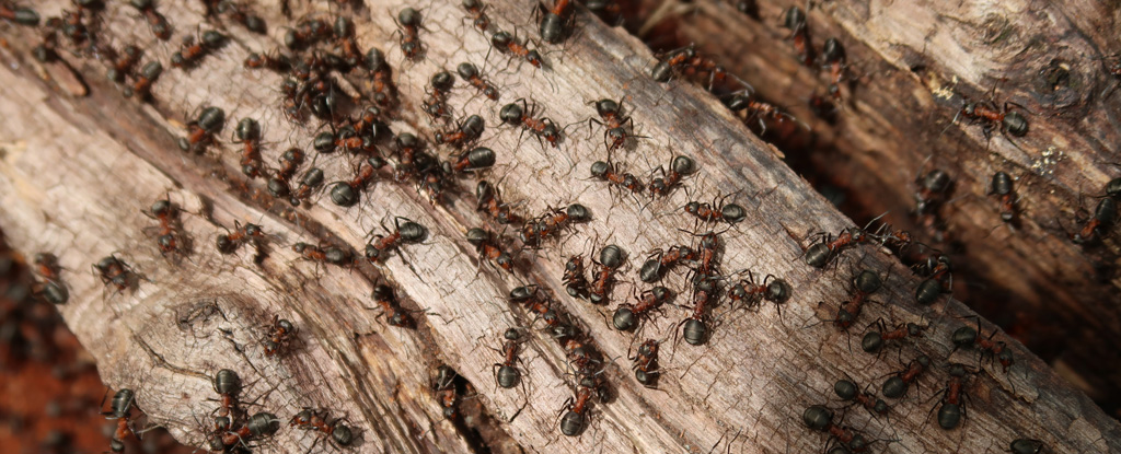 https://www.sciencealert.com/how-many-ants-live-on-earth-scientists-came-up-with-an-answer