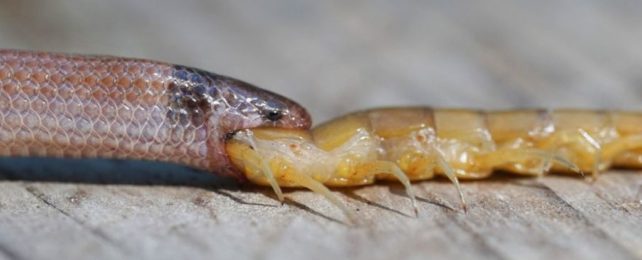 Elusive Florida Snake Last Seen In 2018 Found Choked To Death on Its Food
