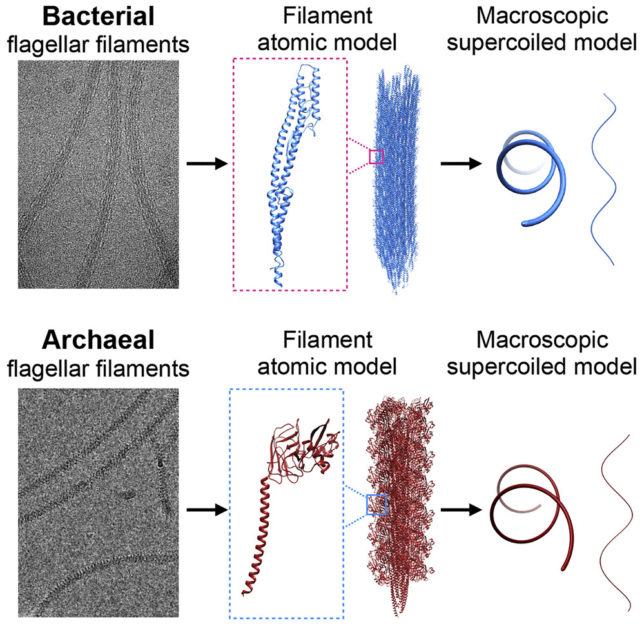 Diagram showing the different structures of bacteria and archaea flagella